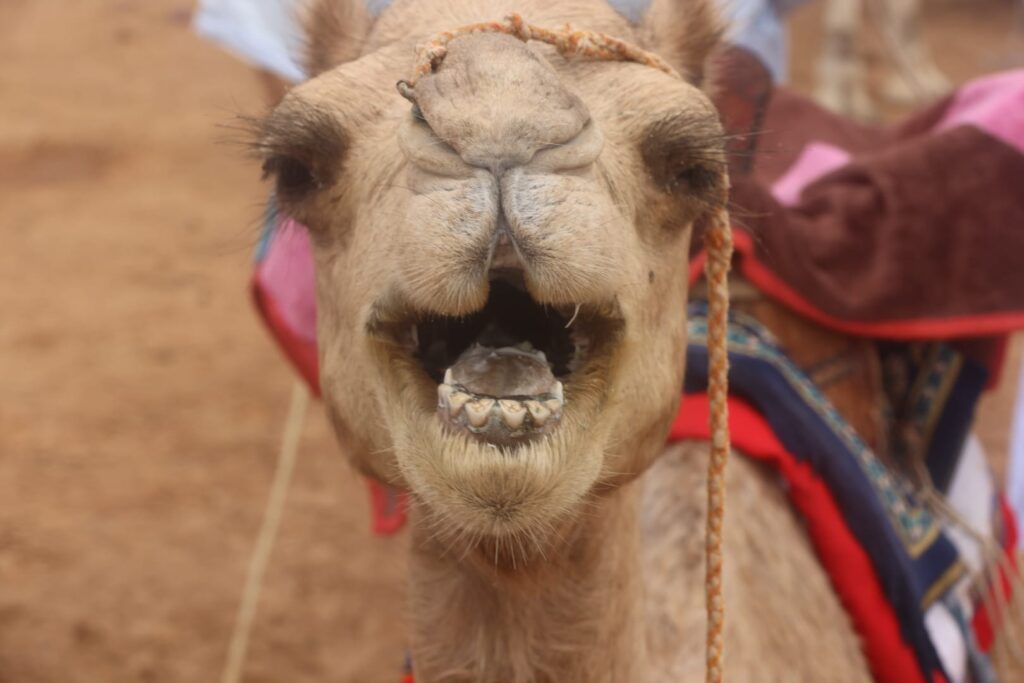 Viaggio in Mauritania